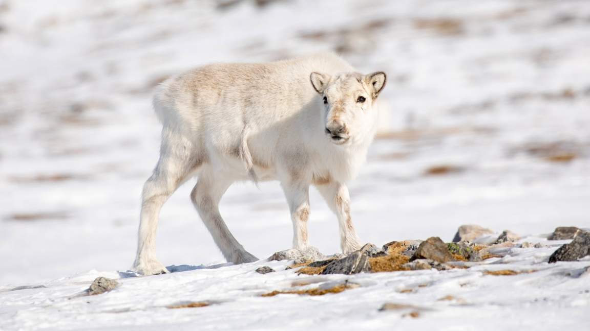 Spitsbergen Circumnavigation: A Rite of Passage Spitsbergen Circumnavigation: A Rite of Passage