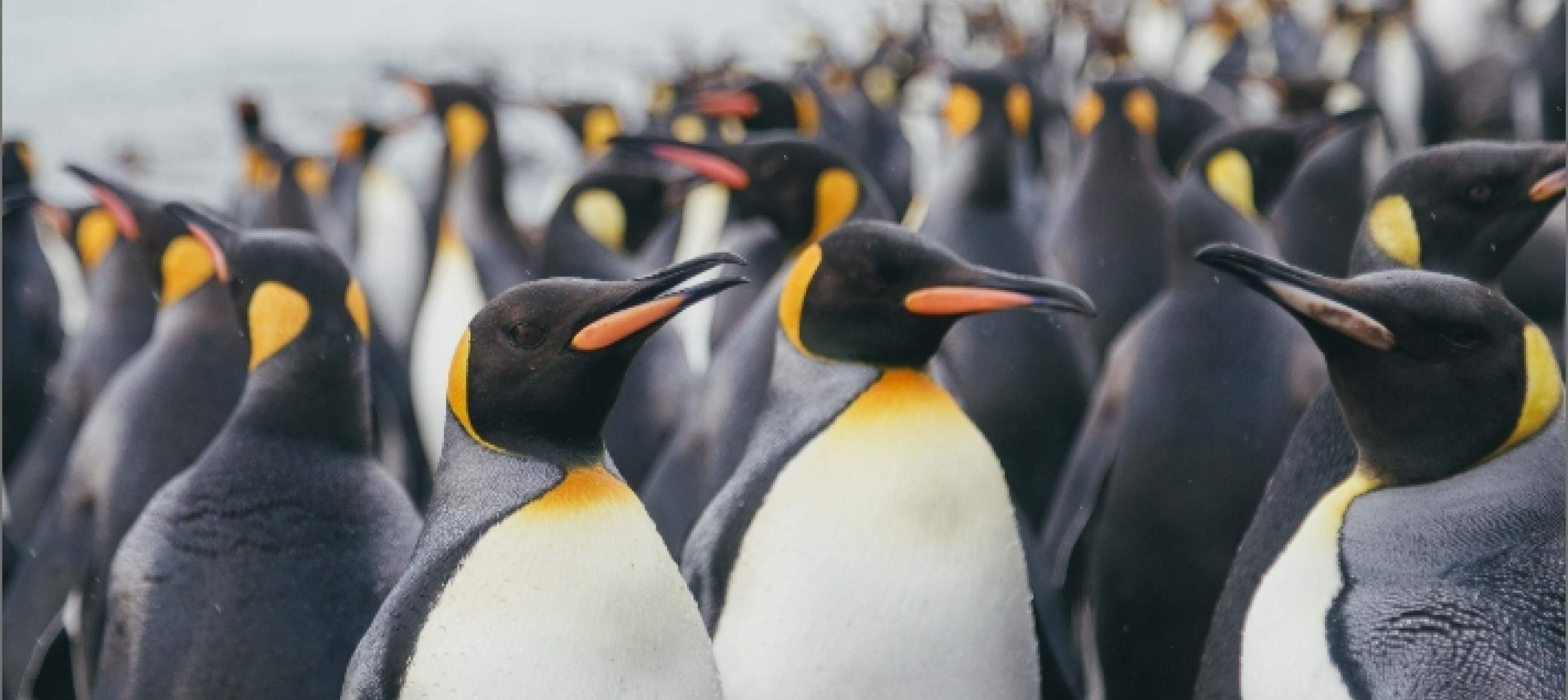 King Penguins on South Georgia