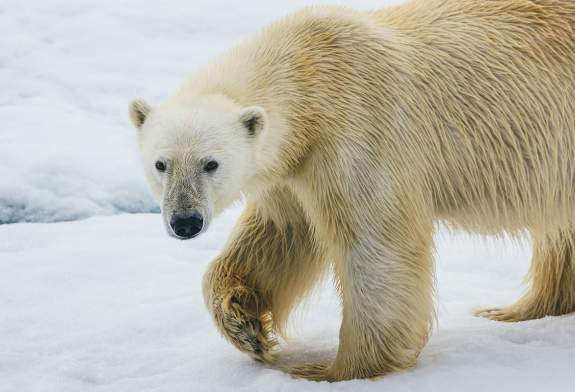 Polar Bear (Photo captured with a telephoto lens from a responsible distance, following regulatory / AECO guidelines) Polar Bear (Photo captured with a telephoto lens from a responsible distance, following regulatory / AECO guidelines)
