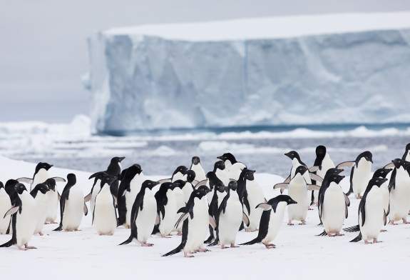 Adelie Penguins (Danger Islands, Antarctic Peninsula) Adelie Penguins (Danger Islands, Antarctic Peninsula)