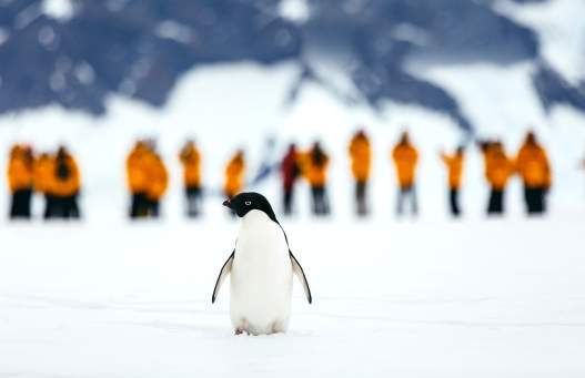 An Adelie penguin poses for the camera Photo: David Merron