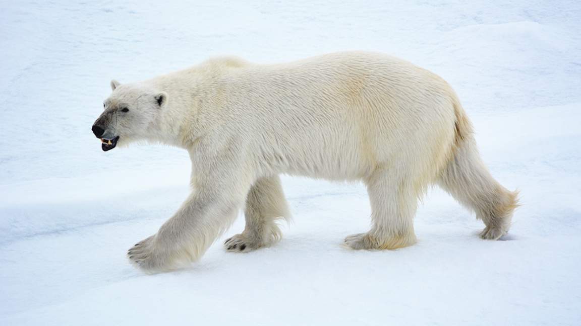 Polar Bear (Photo captured with a telephoto lens from a responsible distance, following regulatory / AECO guidelines) Polar Bear (Photo captured with a telephoto lens from a responsible distance, following regulatory / AECO guidelines)