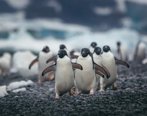 Photo by David Merron 