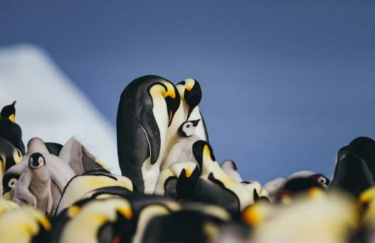 Emperor Penguin Quest:  Expedition to Snow Hill