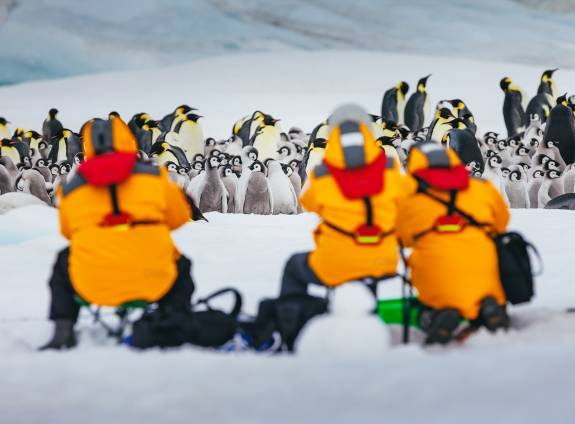 Emperor Penguin colony