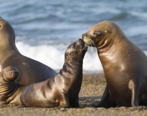 Marta Island Sea Lions