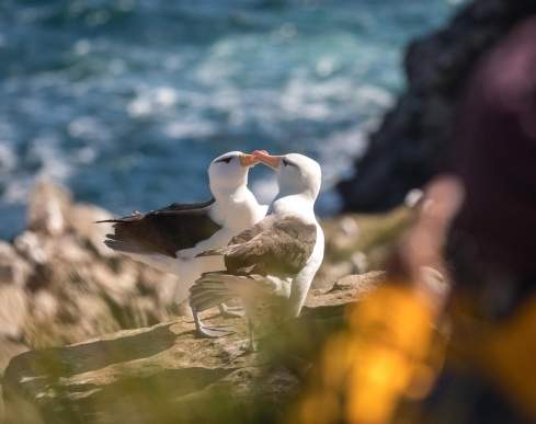 Bird-watching, Falkland Islands