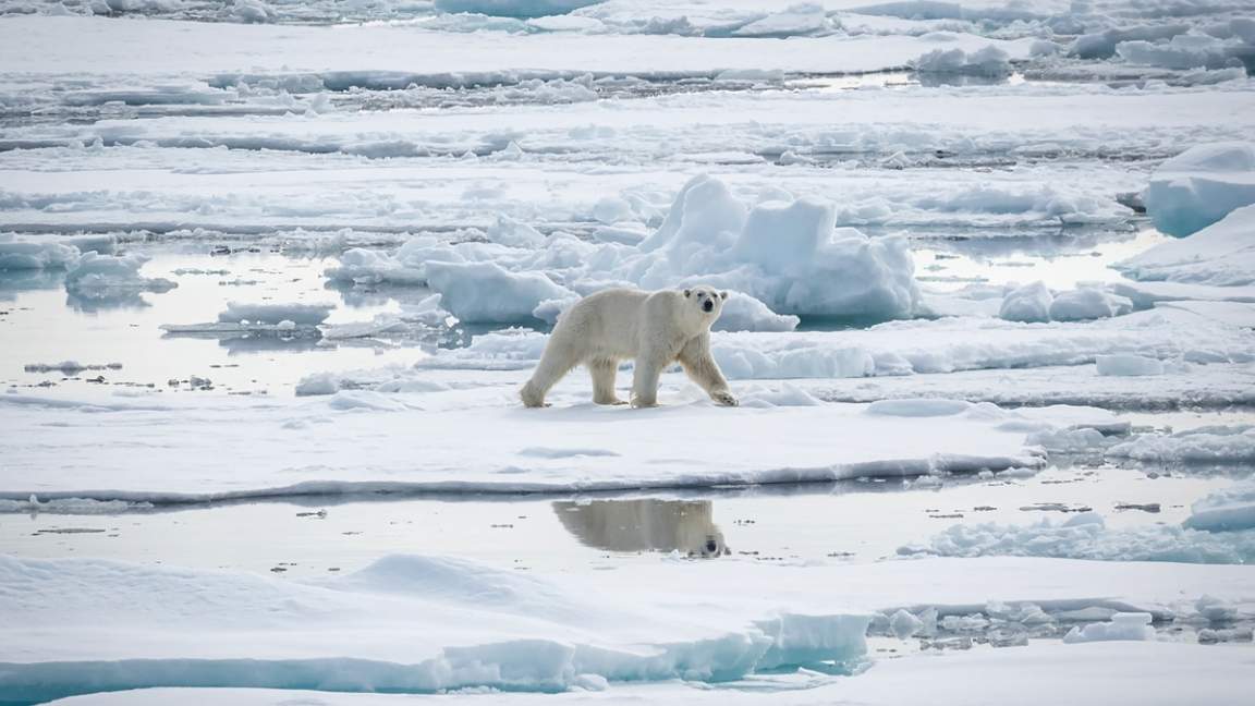 Polar Bear