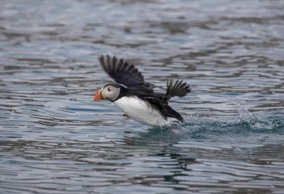 Puffin in water