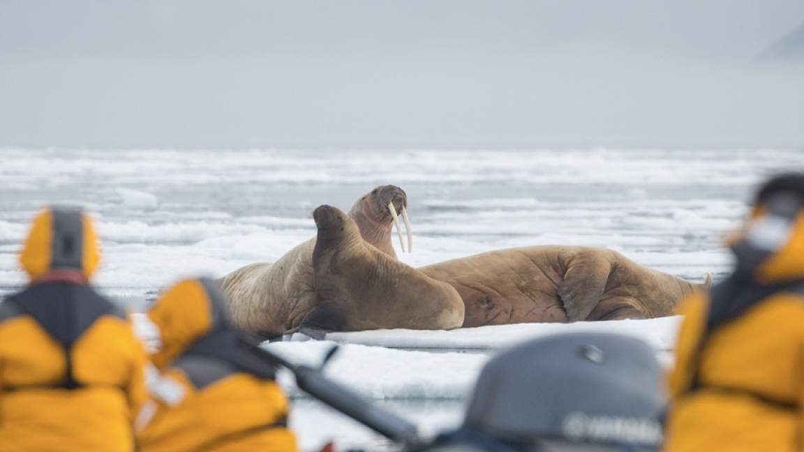 Spitsbergen Explorer: Wildlife Capital of the Arctic Spitsbergen Explorer: Wildlife Capital of the Arctic