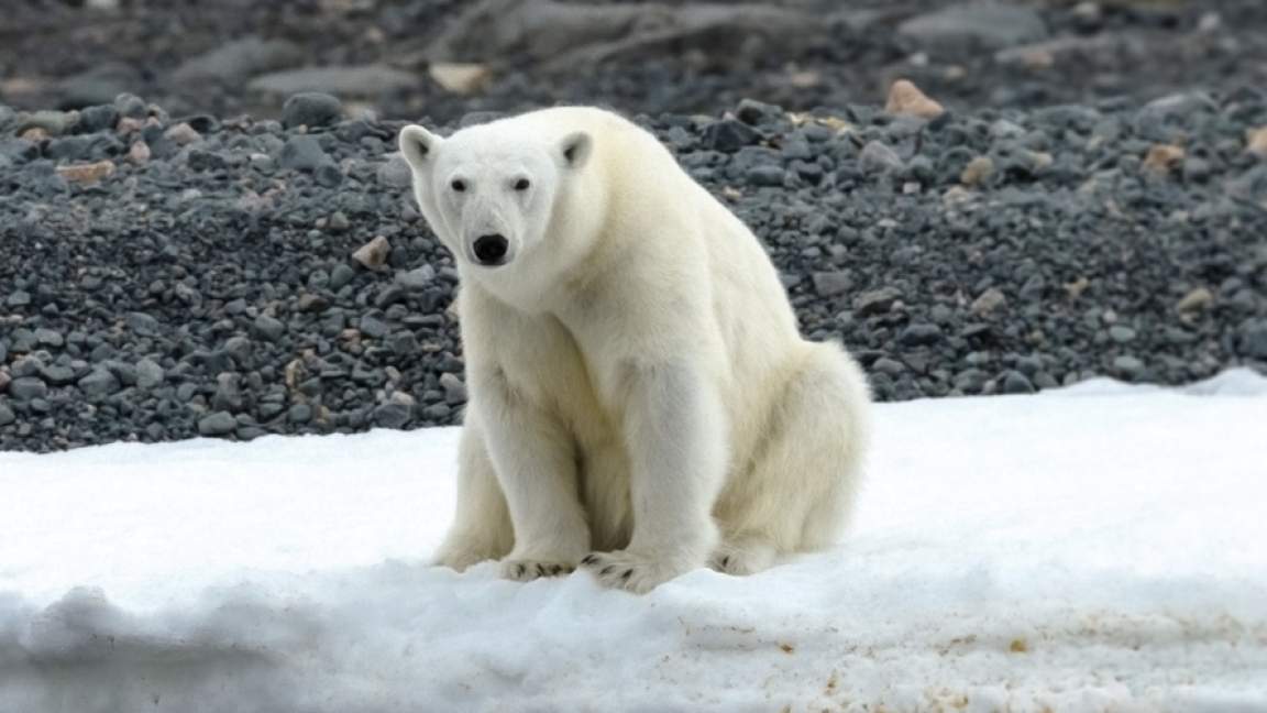 Spitsbergen Photography: In Search of Polar Bears Spitsbergen Photography: In Search of Polar Bears